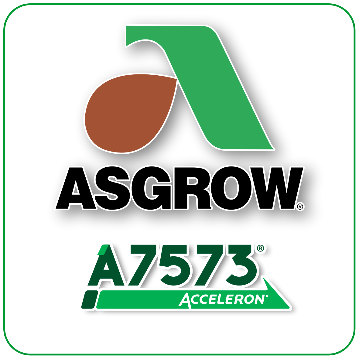 Semilla de Maíz A7573 Tratada Acceleron Asgrow, 50000 Semillas